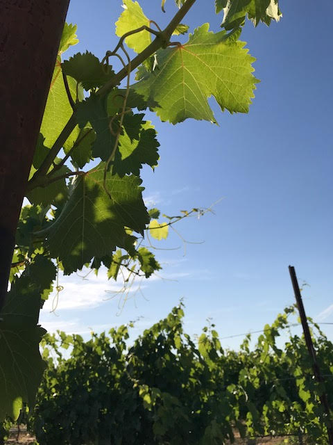 Wine Tasting Porch