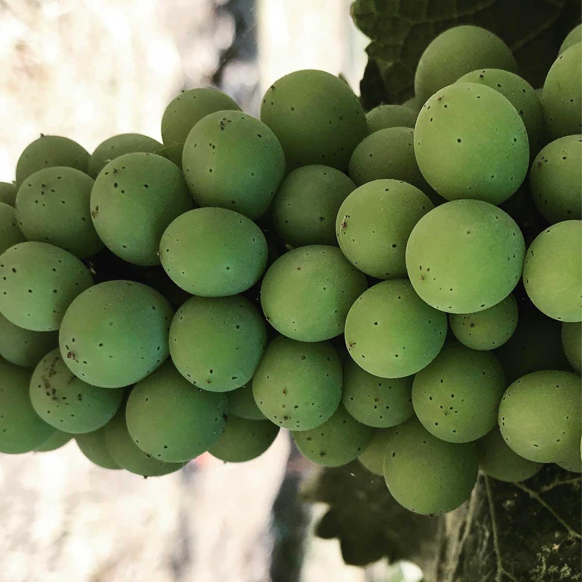 Kalyra Grapes